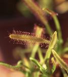 Kap-Sonnentau - Drosera capensis