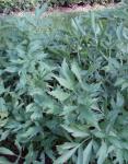 Liebstöckel - Levisticum officinale