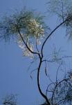 Bennussbaum - Moringa peregrina
