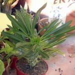 Madagaskar-Palme
- Pachypodium lamerei