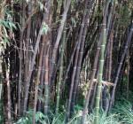 Schwarzrohrbambus - Phyllostachys nigra