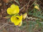 : - Chamaecrista desvauxii var. graminea