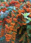 Mittelmeer-Feuerdorn - Pyracantha coccinea