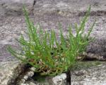 Europäischer Queller - Salicornia europaea