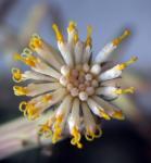: - Kleinia anteuphorbium