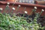 Erbsenpflanze - Senecio rowleyanus