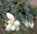 Westamerikanische Schneebeere - Symphoricarpos occidentalis