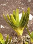 : - Angraecum sororium