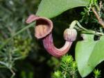 Andalusische Pfeifenwinde - Aristolochia baetica