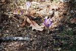 Spanischer Herbst-Krokus - Crocus serotinus