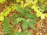 : - Dryopteris campyloptera