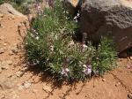 Kanarischer Schöterich - Erysimum scoparium