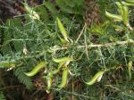 : - Genista falcata