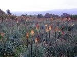 : - Kniphofia foliosa