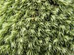 : - Leucobryum albidum