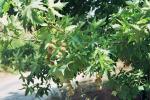 Morgenländische Platane - Platanus orientalis
