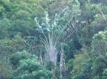 Baum der Reisenden - Ravenala madagascariensis