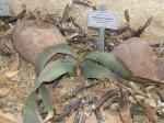 Welwitschie - Welwitschia mirabilis