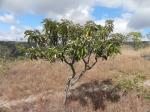 : - Eremanthus incanus