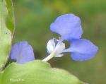: - Commelina benghalensis