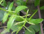 : - Lindernia antipoda
