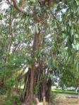 Gummibaum - Ficus elastica