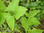 : - Typhonium trilobatum