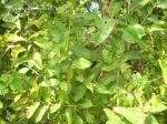 : - Syzygium cinereum