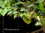 : - Dioscorea hamiltonii