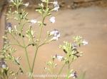 Chinesischer Mönchspfeffer - Vitex negundo