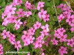 : - Oxalis articulata f. crassipes