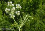 : - Bifora americana