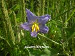 : - Solanum dimidiatum