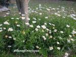 : - Chrysanthemum maximum