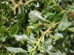 Grüner Amarant - Amaranthus viridis