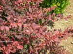 : - Loropetalum chinense var. rubrum
