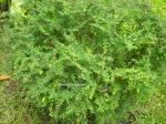 : - Phyllanthus cochinchinensis