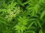 Kanadischer Holunder - Sambucus canadensis