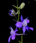 :-Delphinium tricorne