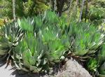 : - Agave mitis var. albidior