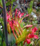 : - Babiana ringens