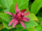 Westlicher Gewürzstrauch - Calycanthus occidentalis