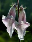 : - Ceratotheca triloba