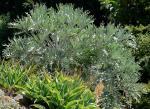 Kohlpalme - Cussonia paniculata