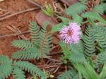 : - Mimosa hirsutissima