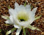 : - Echinopsis bridgesii