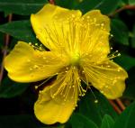 Johanniskraut - Hypericum kouytchense