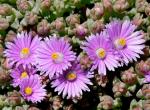 Mittagsblume - Lampranthus deltoides