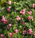 :-Amelanchier denticulata