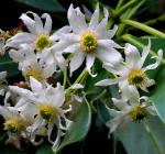 : - Drimys granadensis